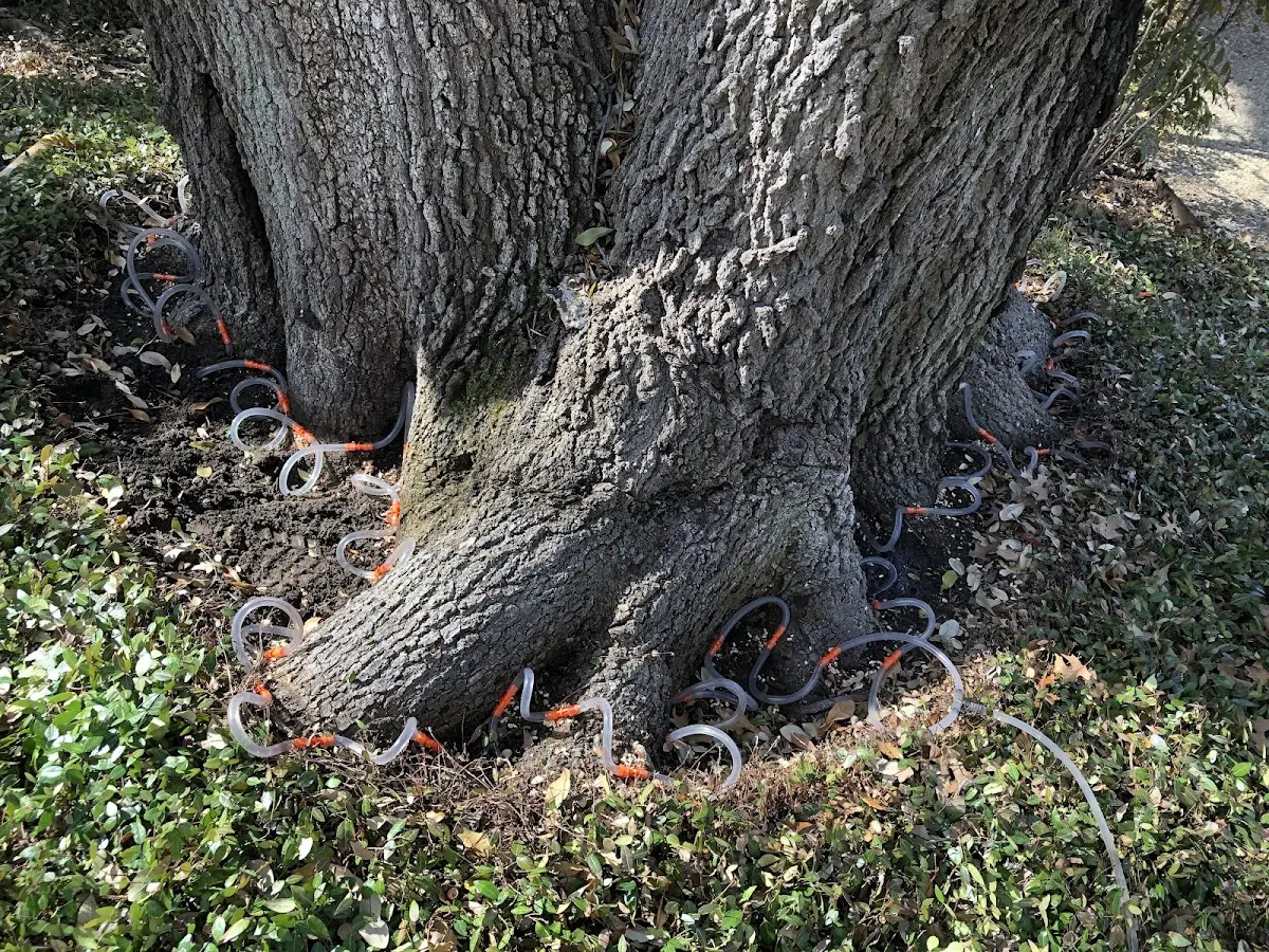 Detailed Shrub and Hedge Trimming job site in Gilbert
